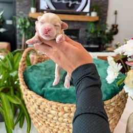 Bernedoodle, Cavapoo, Cavapoochon, Goldendoodle, Poodle, and Yorkipoo Puppies from Anchor Dogs