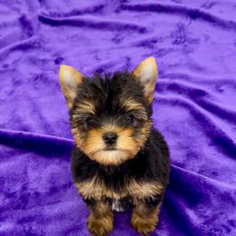Annie - Black and tan female Yorkshire Terrier puppy in Sandy Hook, Kentucky from The Royal Yorkie Den LLC