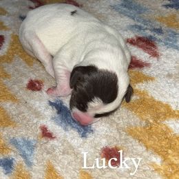 Lucky - Liver and white male German Shorthaired Pointer puppy in Saint Joseph, Missouri from N&R Gsps