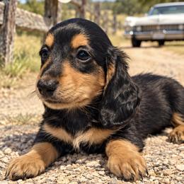 Dachshund Puppies from DachGen
