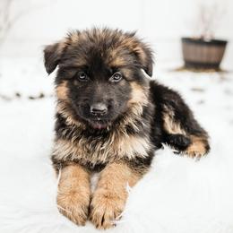 German Shepherd Puppies from Highland German Shepherds