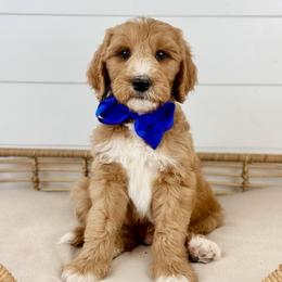 Truffle - Blue Collar - Apricot male Goldendoodle puppy in The Woodlands, Texas from Golden Fields Doodles