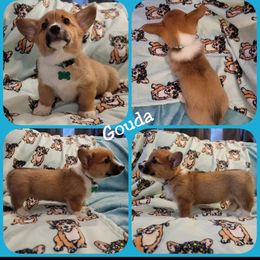 Pembroke Welsh Corgi Puppies from STR Corgis
