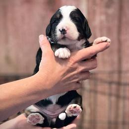 Stars - Tri-color female Bernedoodle puppy in Kansas City, Missouri from Beary GoldenDoodles