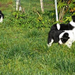 Border Collie Puppies from Fasstari