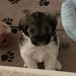 Miniature Schnauzer Puppies from Von Baron Schnauzers