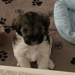 Miniature Schnauzer Puppies from Von Baron Schnauzers