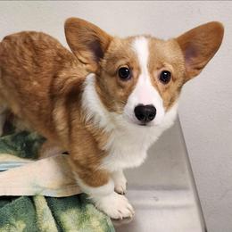 Tan Girl 2 - Fawn female Pembroke Welsh Corgi puppy in Bay Area, California from MJ's Corgis