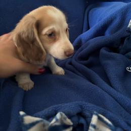 Pie Boy - Piebald male Dachshund puppy in Alabaster, Alabama from Doxies of Olympus
