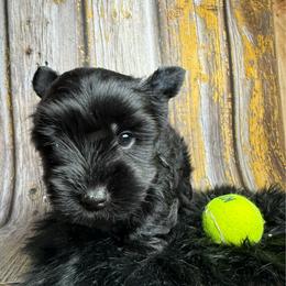 Yukio - Black and tan male Yorkshire Terrier puppy in Tulsa, Oklahoma from Conns Cuddly Canines