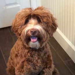 Fiona - Australian Labradoodle