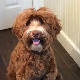 Fiona - Australian Labradoodle