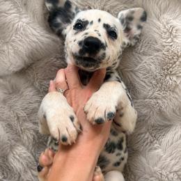 Ruby - White and black female Dalmatian puppy in Bremen, Georgia from Clark’s Dalmatians