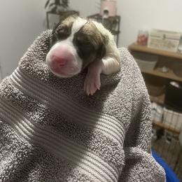 Golden Retriever and Greyhound Puppies from K and E Kennels