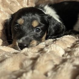 Star - Piebald female Dachshund puppy in Fieldbrook, California from Honeydox Miniature Dachshunds