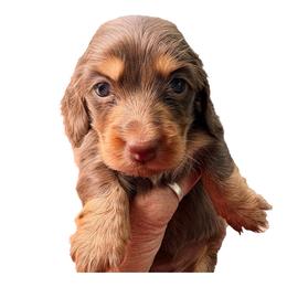 AKC Champion Sired Chocolate Female - Chocolate and tan female Dachshund puppy in Medina, Ohio from STORIED DOXIES