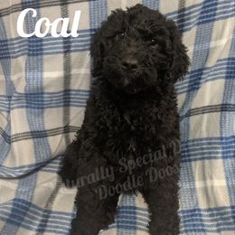 Boy 5 - Labradoodle puppy in Buckingham, Illinois from Naturally Special Doodles