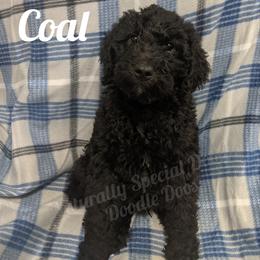 Boy 5 - Labradoodle puppy in Buckingham, Illinois from Naturally Special Doodles