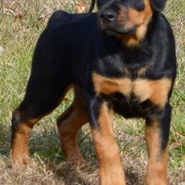Brussels Griffons and Rottweilers from Bernkastel Rottweilers & Brussels Griffon
