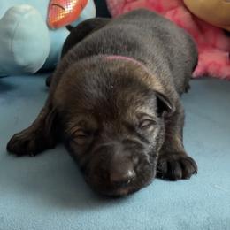 Dachshund and German Shepherd Puppies from Illyria Dox & GSD