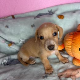 Bentley - Cream male Dachshund puppy in Lake City, Florida from My Ditzy Doxies of Florida