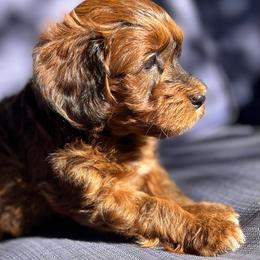 Blue boy - Red brindle male Havapoo puppy in Arlington, Washington from Havanese With Love Breeding Co.