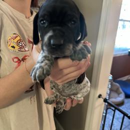 Dina - Black roan female German Shorthaired Pointer puppy in Bainbridge, Georgia from Chapman Bird Dogs