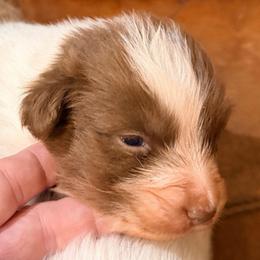 Stanley - Red tri-color male Australian Shepherd puppy in Grove, Oklahoma from Dollface Aussies