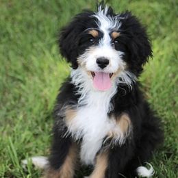 Bernedoodle puppies from Archer Hill Farm