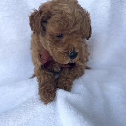 Jake - Apricot male Goldendoodle puppy in Mint Hill, North Carolina from DoodleForever