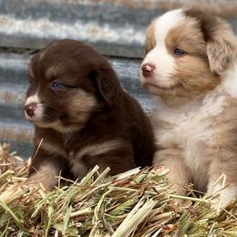 Miniature Australian Shepherds from P's Aussies