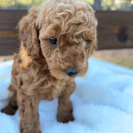Willow - Red female Cockapoo puppy in Ellaville Ga, Georgia from Lakeside Cockapoos