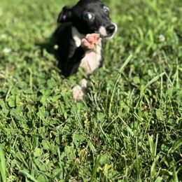 Mia - White and black female Italian Greyhound puppy in Wilkes Barre, Pennsylvania from Laraz Pupz