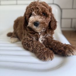 Penny - Red  female Goldendoodle puppy in Stevens, Pennsylvania from Derek & Alexia Martin puppies