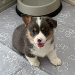 Ira - Bluie Tri - Black and tan male American Corgi puppy in Anderson, California from Flying K Corgis