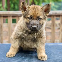 Vhagar - Sable female German Shepherd puppy in Santa Cruz, California from Von Guadachi German Shepherds & Audacity Border Collies