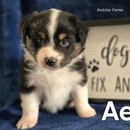 Aelia - Black tri-color female Australian Shepherd puppy in Smithfield, Utah from Invictus Farms