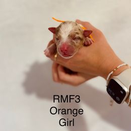 Orange Ribbon Red Merle Girl - Red merle female Australian Shepherd puppy in Dundee, Ohio from Aussies Of Circle H