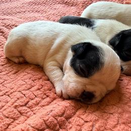 Popeye - Black and white male Boston Terrier puppy in Kentucky from Graceful Paws