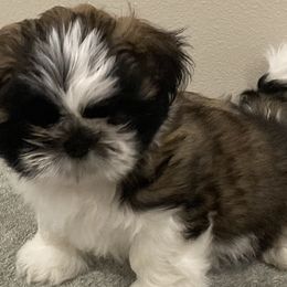 Shih Tzus from Strano’s Shih Tzu