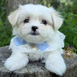 Korean Glen - White and tan male Mal-Shi puppy in Barren Springs, Virginia from Seeking Shalom Acres Maltese, Maltipoos & Havamalts