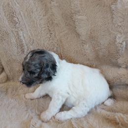 Pebbles - Blue merle female Assorted Doodle Crosses puppy in Heyburn, Idaho from Royal T Acres