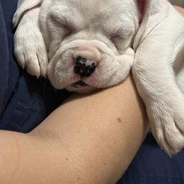 Boxer Puppies from BlueridgeBoxers