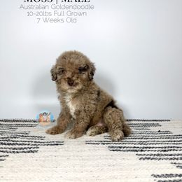 Moss - Merle male Double Doodle puppy in Southwest Ranches, Florida from Dandy Doodle Ranch