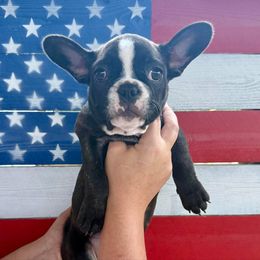 Girl 1 - Brindle and white female French Bulldog puppy in Summerville, Tennessee from R&J Frenchie
