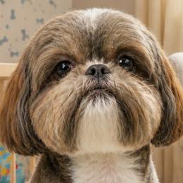 Pekingese and Shih Tzus from PDF Kennels