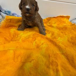 Girl 3 - Red female Labradoodle puppy in Bakersfield, California from Shelly Lynn