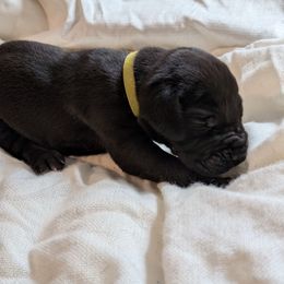 Liam - Black male Great Dane puppy in Mineola, Texas from RC Ranch Great Danes And Cane Corsos