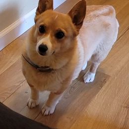 Twiggy - Pembroke Welsh Corgi