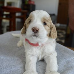 Australian Labradoodle Puppies from Chestnut Hill Australian Labradoodles